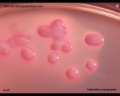 klebsiella colonies on MacConkey